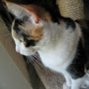 Meet your Posher, Yaharach